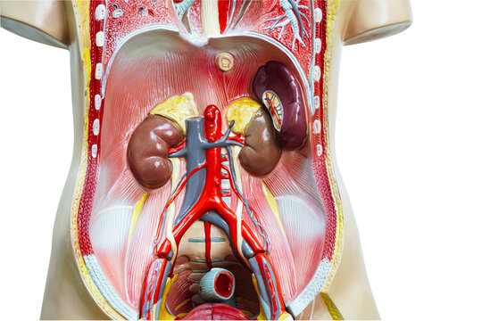Kidney human anatomy model for study education medical course.