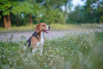 Portrait of a cute beagle dog sitting on the wild flower field
