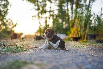 An adorable beagle puppy scratching body outdoor in the yard.