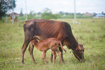 A calf suckling from its mother's udders in the grass field of Kanchanaburi ,Thailand.