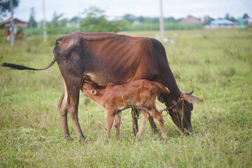 An adorable brown calf suckling from its mother's udders in the grass field of Kanchanaburi ,Thailand.