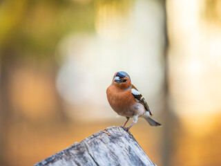 Common chaffinch, Fringilla coelebs, sits on a tree. Common chaffinch in wildlife.