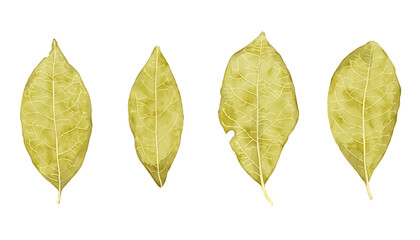 手描き水彩のローリエイラストセット