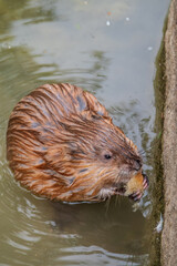 Wild animal Muskrat, Ondatra zibethicuseats, eats on the river bank