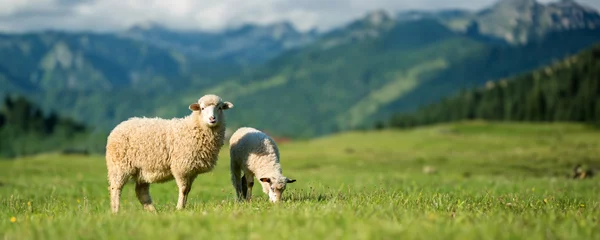 Foto op Plexiglas Toilet Mountain sheep grazing on pasture in summer on mountain background