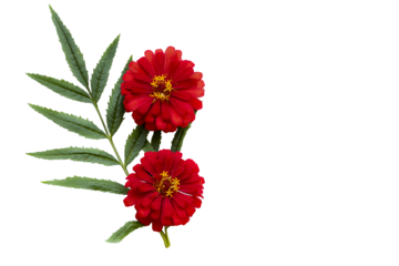 red flowers zinnia elegans local flora of asia arrangement flat lay postcard style 