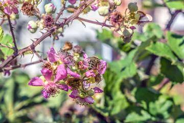 A bee collects pollen on pink blackberry flowers in Budva, Montenegro. Beautiful natural background with copy space. A beneficial insect pollinates a plant