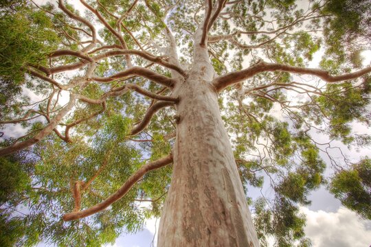 Angophora costata (Smooth-barked Apple)