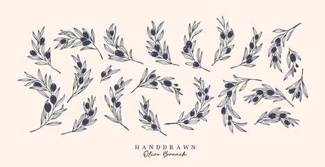 Olive Branch for olive oil logo or olive icon, hand drawn olive branch botanical herbs elements in vector format, floral olive frame and floral wreath  © kawacreative