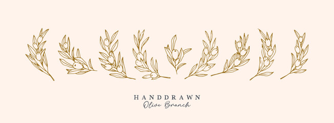 Olive Branch for olive oil logo or olive icon, hand drawn olive branch botanical herbs elements in vector format, floral olive frame and floral wreath
