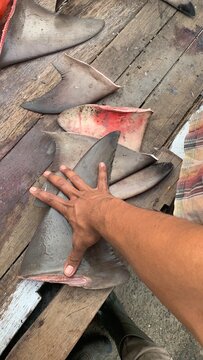 View of sharks that are freely sold in open waters, shark fins.
