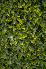 muro verde artificial tupido