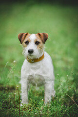 little Jack Russell Terrier in the spring on a walk in the park