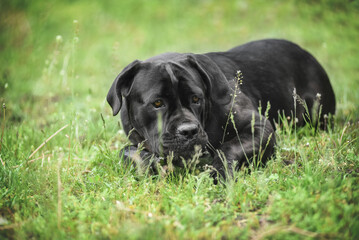 
big massive canne corso on a walk in the park