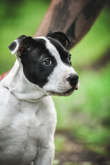 American Staffordshire Terrier on a walk in the park in spring