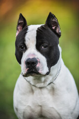 American Staffordshire Terrier on a walk in the park in spring