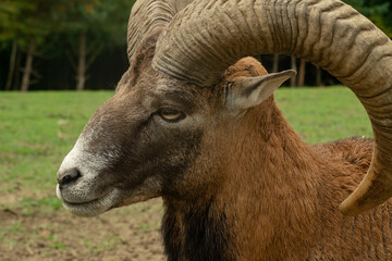 close up of a goat