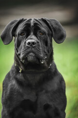 
big massive canne corso on a walk in the park