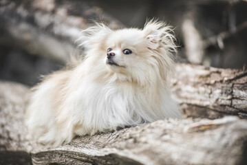 white cream spitz in the forest on a walk
