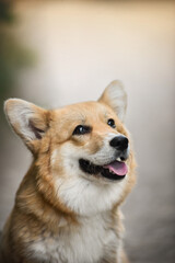 small welsh corgi pembroke puppy sitting on the lawn
