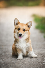 small welsh corgi pembroke puppy sitting on the lawn