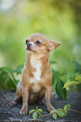 
little chihuahua sits and smiles on a spring sunny day