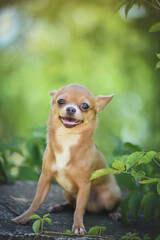 
little chihuahua sits and smiles on a spring sunny day