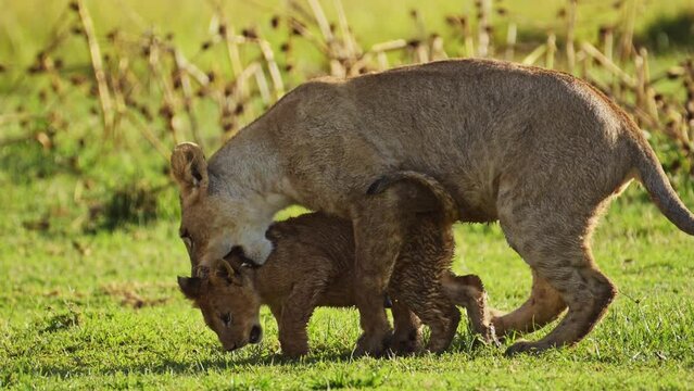 Slow Motion Shot of Playful young lion cubs play, excited energy of cute African Wildlife in Maasai Mara National Reserve, Kenya, Africa Safari Animals in Masai Mara North Conservancy