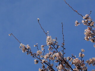blooming tree