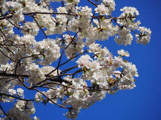 cherry tree blossom