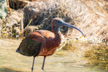 The glossy ibis, latin name Plegadis falcinellus, searching for food in the shallow lagoon.