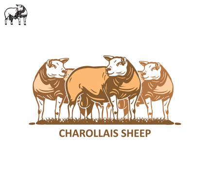 Charollais Sheep Great meat Maker logo, silhouette of happy sheep standing vector illustrations
