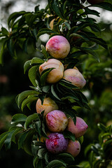 plums growing on branch