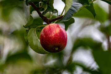apple growing on branch