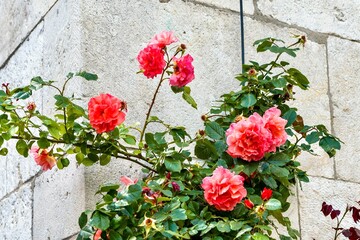 Fototapeta na wymiar Beautiful roses near the wall of Wawel Castle in Krakow, Poland.