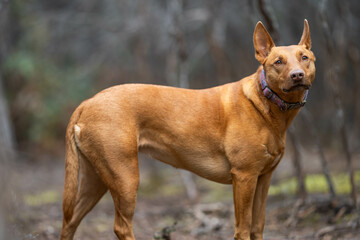 kelpie dog in the australian bush in a park