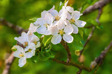 Fototapeta na wymiar White apple blossoms in spring close-up. Fruit tree branch in bloom on green background
