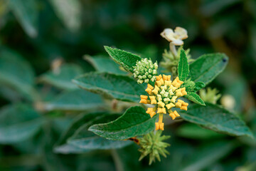 Vibrant blooming flowers lantana camara in lush green foliage; a captivating glimpse of nature's beauty