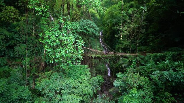 Panning shot showing Ficus Elastica root bridges created by the Khasi Tribe