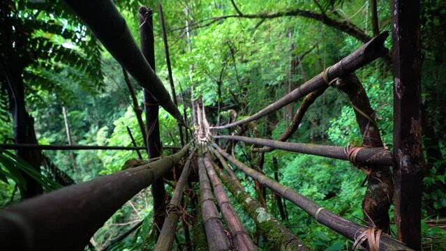 coming into focus shot of a Ficus Elastica root bridge built in the Meghalaya jungle
