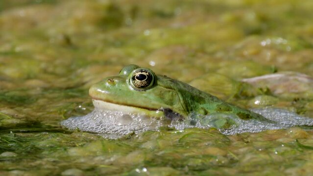 Macro shot of green frog in swamp surrounding by foamy saliva during sunny day
