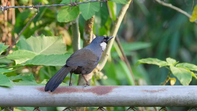 A lone Black-throated Laughingthrush Pterorhinus chinensis, perched on the metal round bar of a fence inside Khao Yai National Park. The birds hops to the right as it looks up.