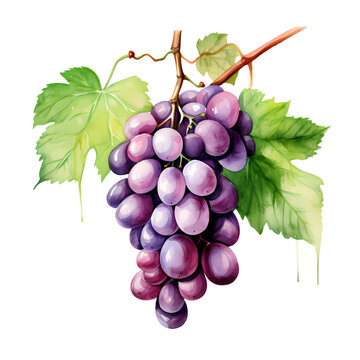 Grape Fruit on bunch illustration perfect for healthy food theme or other project

