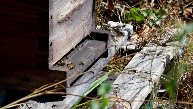 Hornet catching bees in close-up near a hive, slow motion, Aggressive hornet, France, Dordogne