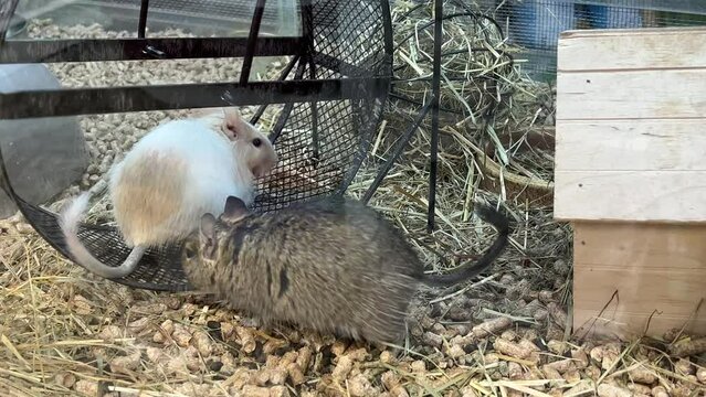 Funny rodents Octodon degus Chilean squirrels running in wheel and eating. 