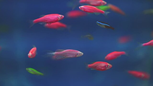Fish are colorful, glofish thorns in the aquarium, a variety of fish swim in the aquarium, ocean diving and freediving at seaside resorts and tourist trips.