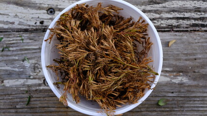 Dried Liquorice plant on a white bowl can use for seeding.