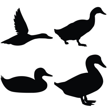 silhouettes of ducks