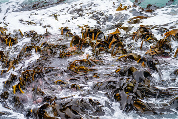 Fototapeta premium Bull kelp seaweed growing on rocks. Edible sea weed ready to harvest in the ocean on australia