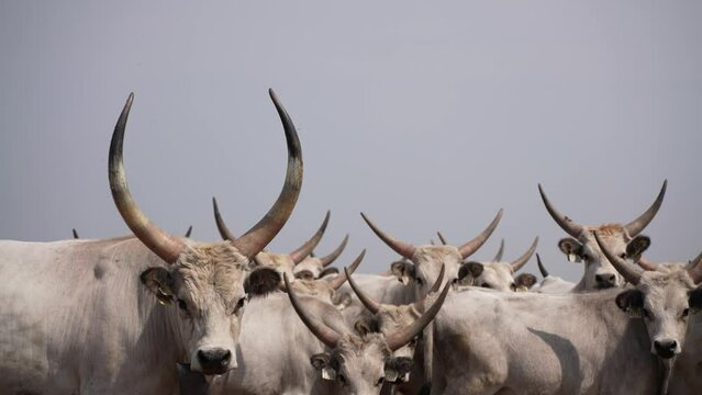 Cow Herd and cows looking at the camera